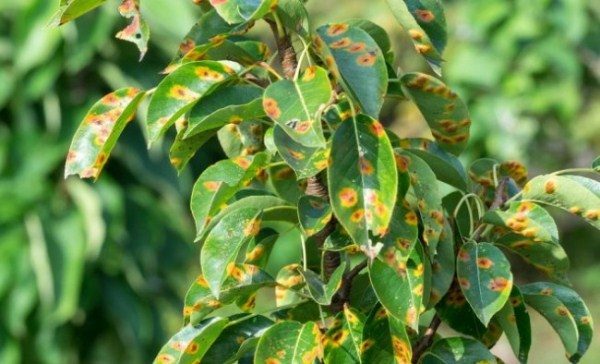  Signes de rouille sur les feuilles de poirier