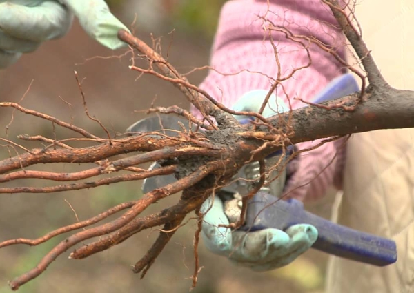  Setzlinge der Herbstpflanzung in der Entwicklung von Bäumen, die im Frühling 20 Tage gepflanzt wurden