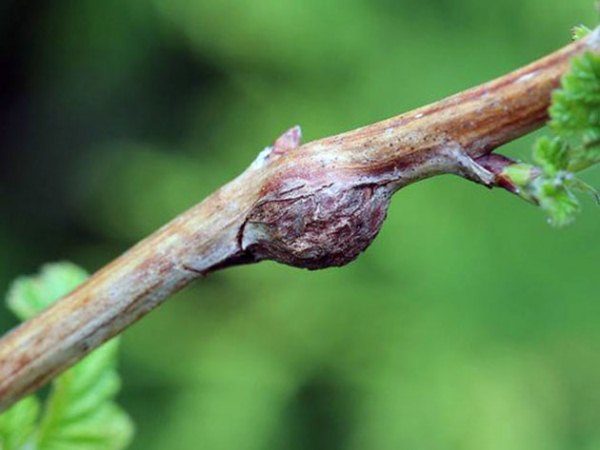  Blackberry-Blaseing mit Himbeer-Nutsotree