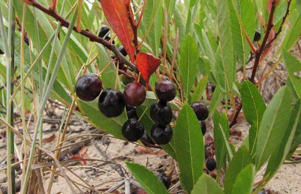  Büsche mit Bessey-Kirschbeeren