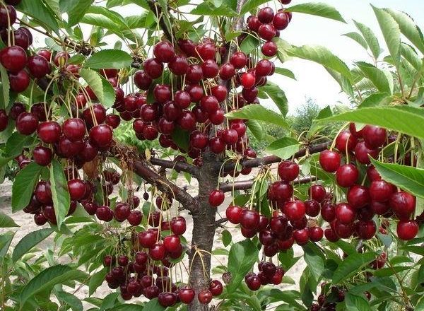  Récolte abondante de cerises