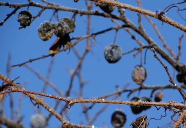  En automne, seul l'élagage sanitaire d'un prunier malade et l'élimination des branches cassées sont obligatoires.