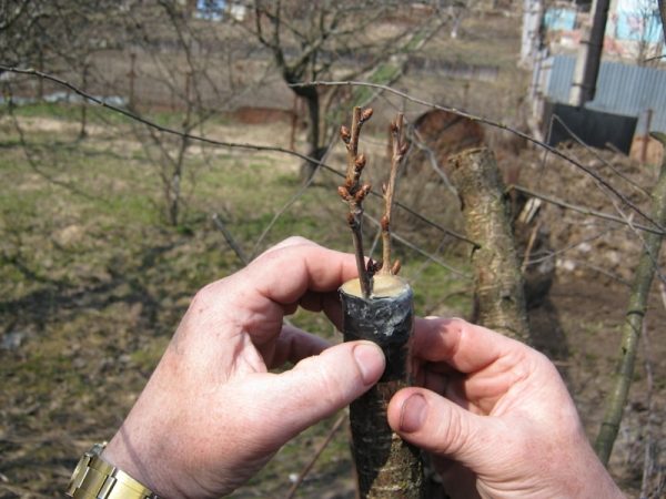  Kirschbaum über die Rinde geben