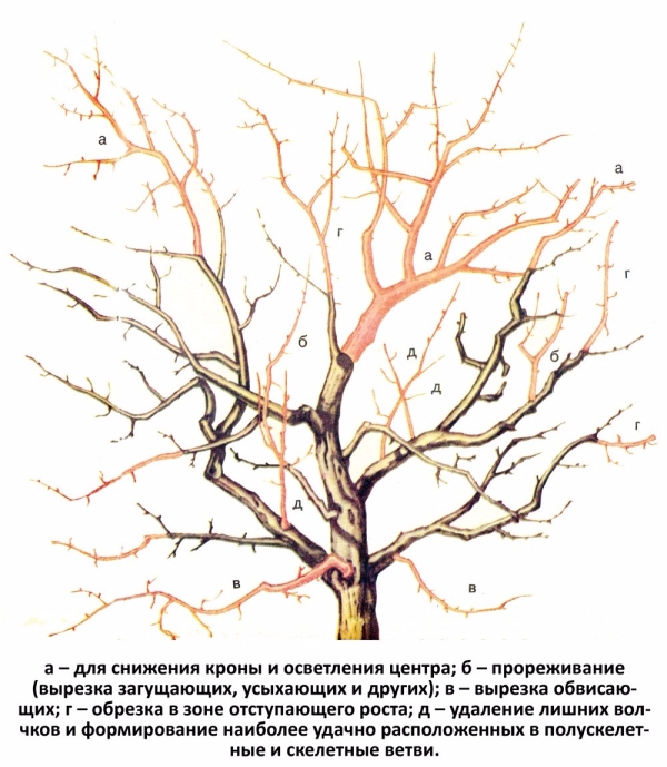  Prolonger la fructification, rajeunir la prune peut être, si à temps pour faire la taille anti-vieillissement de l'arbre selon le schéma