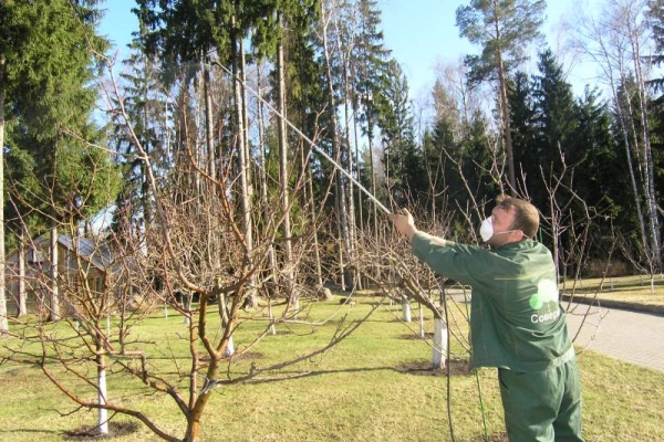  Le traitement des prunes à partir de parasites à l’automne peut être effectué avec des remèdes populaires, ainsi que des produits chimiques.