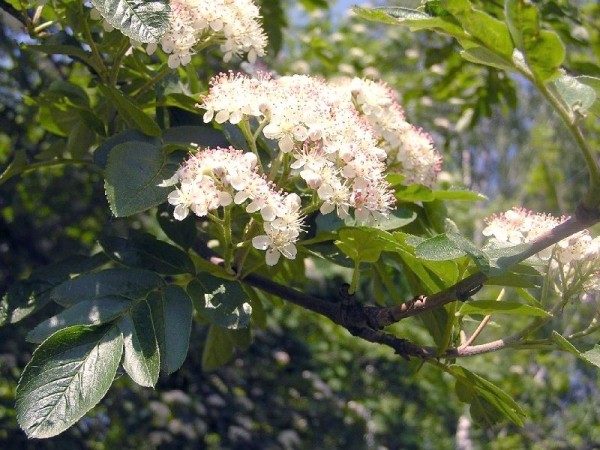  Fleurs de Grenade rowan cueillies en grappes d'inflorescences