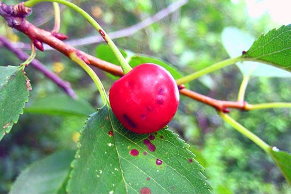  Cherry a frappé la gale