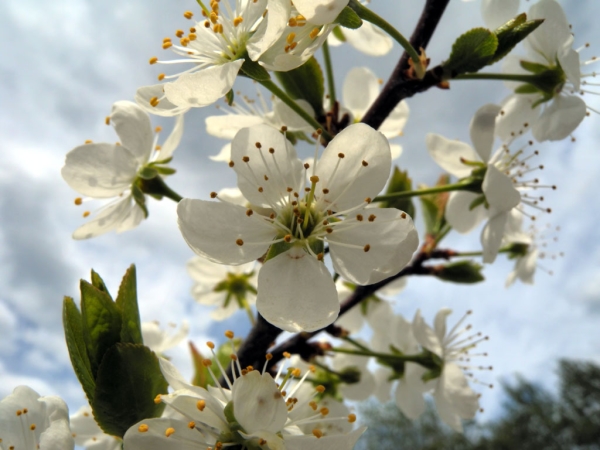  La pollinisation congelée et insuffisante peut être la cause d'une prune de fructification médiocre