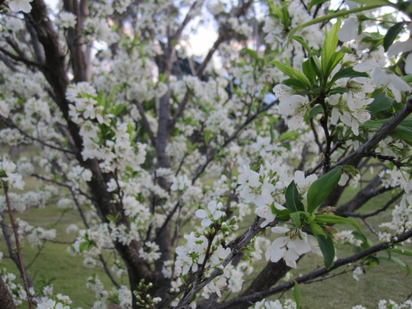  Chinesische Pflaume blüht Mitte April, die Blüten sind weiß, die Form der Krone ist kugelförmig