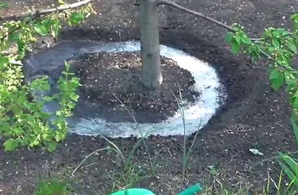  Il est recommandé d'arroser la prune en utilisant des tranchées spéciales, le sol doit être paillé