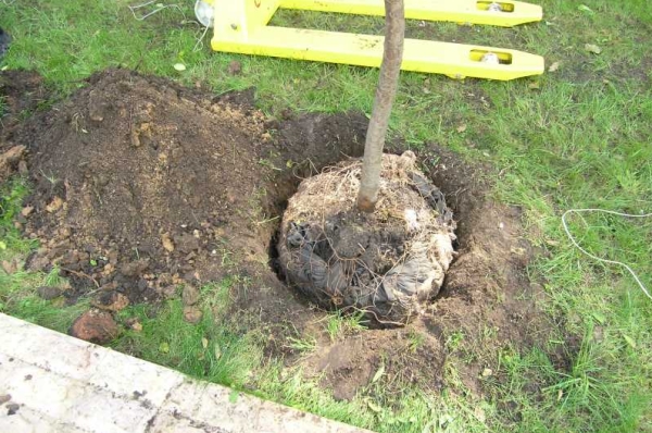  Bei Hybridbäumen sollte die Grube 80 cm breit und tief sein, Hybride bevorzugen einen neutralen oder alkalischen Boden