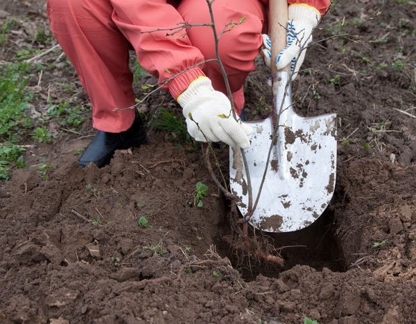  Beim Einpflanzen von Pflaumensetzlingen in den Boden muss sichergestellt werden, dass der Wurzelkragen 3 bis 5 cm über dem Boden liegt.