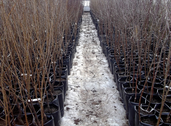  La plupart des cerises sont autofertiles. Pour la fructification complète de l'arbre, vous devez acheter trois plants de différentes variétés.