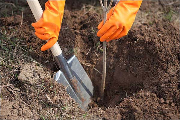  Der Sämling wird in ein Loch gesetzt, so dass sich der Wurzelhals 3-5 cm über dem Boden befindet und an einen Stützpfahl gebunden ist.