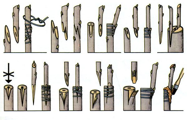  Schema - Methoden der Pfropfung von Kirschen