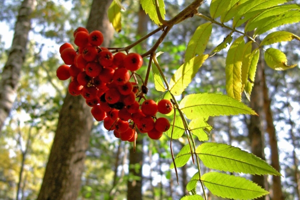  Nehmen Sie heilende Früchte, Tinkturen und Rowan-Saft kann bei individueller Unverträglichkeit von Beeren nicht sein