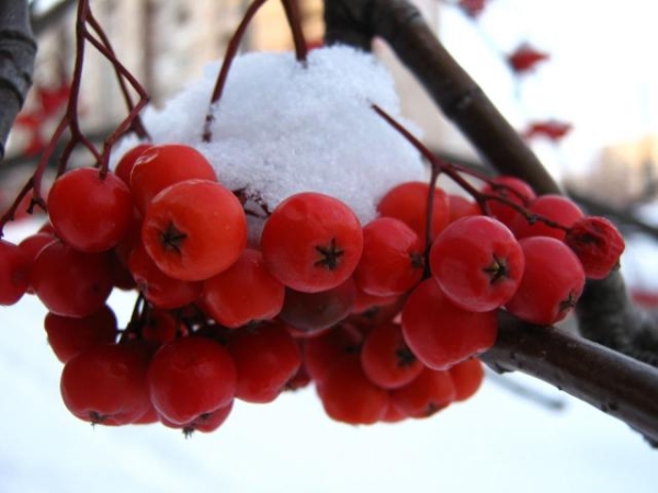  Die Beeren der gewöhnlichen Krasnaya-Vogelbeere enthalten viele Vitamine und Mikroelemente, die ihren Einsatz in verschiedenen Bereichen der Medizin ermöglichen