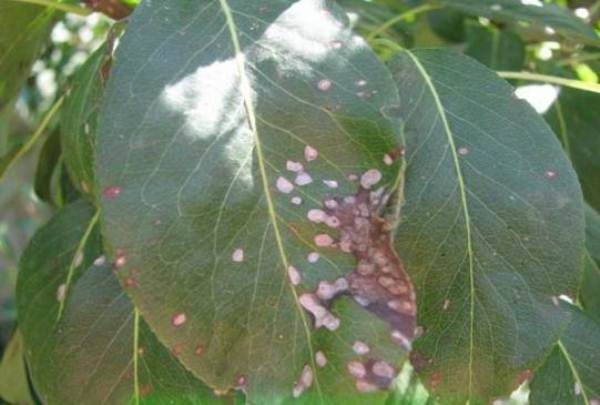  Birnblätter sind von Septoria oder weißen Flecken betroffen