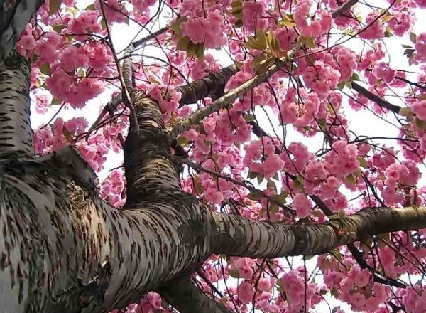  Sakura cerisier japonais: caractéristiques descriptives de l'arbre, plantation, soin, variétés