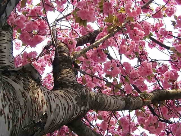  Japanische Kirsch-Sakura: beschreibende Eigenschaften des Baumes, Pflanzung, Pflege, Sorten