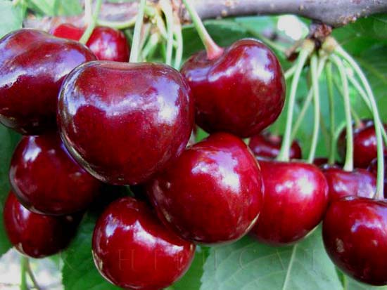  Kirschbeeren Iput auf einem Busch