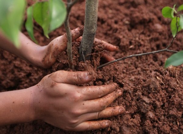  Comment et quand il est préférable de planter et de replanter le drain: un guide étape par étape pour la plantation et l'entretien