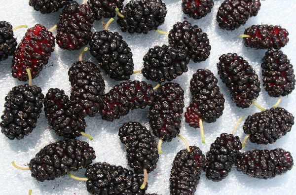  Baies de mûrier fraîches à la peau foncée