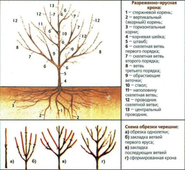  Kirschschneidensystem Valery Chkalov