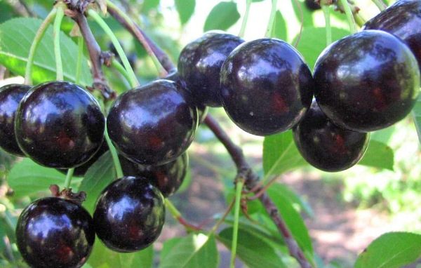  Cerise variété Biens de consommation Noir