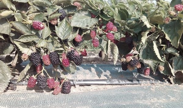  Sträucher mit reifen Brombeeren Natchez