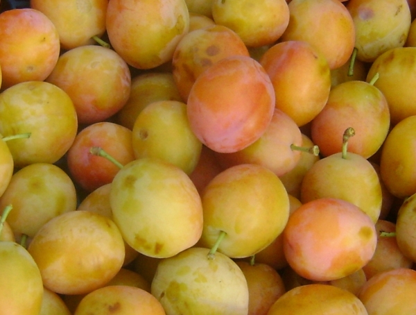  Pflaumensorten Der frühe Loschinsky eignet sich für den Anbau auch in sehr kalten Gegenden, nicht selbsttragend