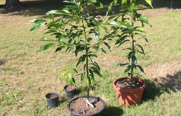  Lors de la plantation de semis de prunes doivent se concentrer sur la racine du cou, il devrait être 5 cm au-dessus du niveau du sol