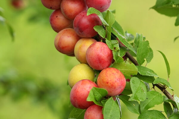  Fruchtpflaume hängt von der Vielfalt und dem richtigen Pflanzen des Baumes ab