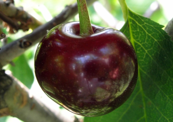  Variété de cerises Vladimirskaya: description des arbres, plantation et entretien, protection contre les maladies et les ravageurs