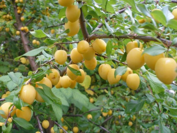  Samoplodnaya du matin, fruits de grande taille, résistance moyenne au gel