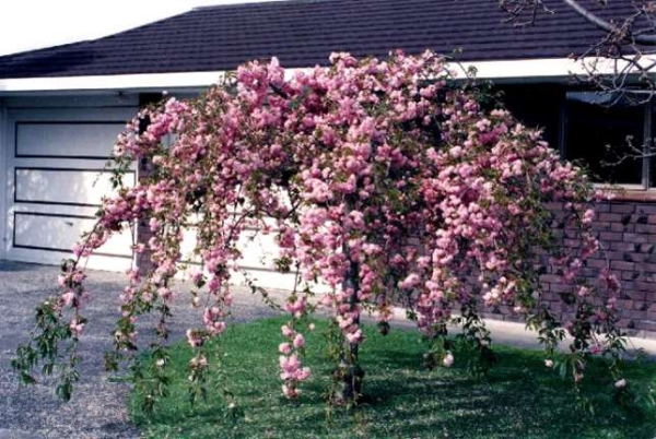  Sakura Kiku Shidare eignet sich am besten für Steppen- und Waldsteppenzonen mit gemäßigten kontinentalen klimatischen Bedingungen.