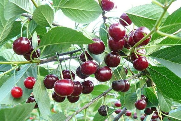  Cerise Variété De Chocolat