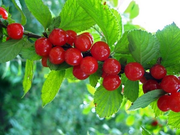  Beeren einer der Sorten von Filzkirschen am Strauch