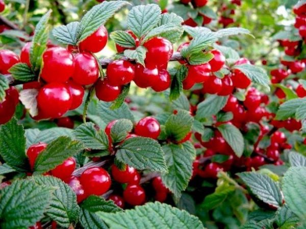  Reife Beeren von Filzkirsche auf einem Busch