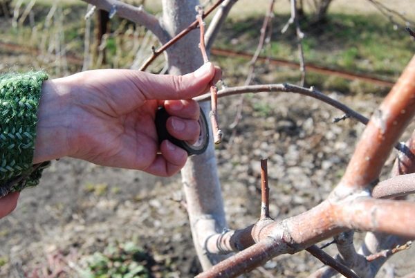  Birnbaum für Transplantat ausgewählt