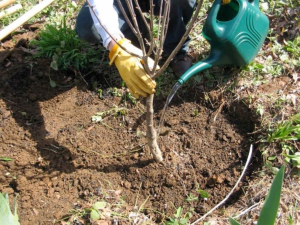  Pour la plantation de sakura décoratif, il est nécessaire de sélectionner une zone éclairée et ventilée sans stagnation d'humidité.