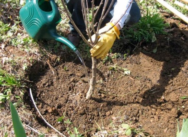  Les étapes et les avantages de la plantation de cerisier à l’automne, le choix des semis et des lieux