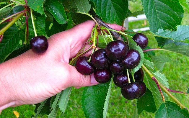  Sweet Cherry pour la région de Moscou