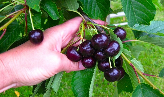  Sweet Cherry pour la région de Moscou