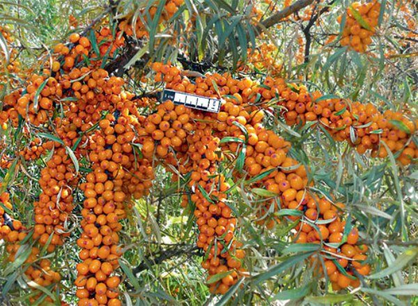  Gold Cob de qualité argousier résistant au gel