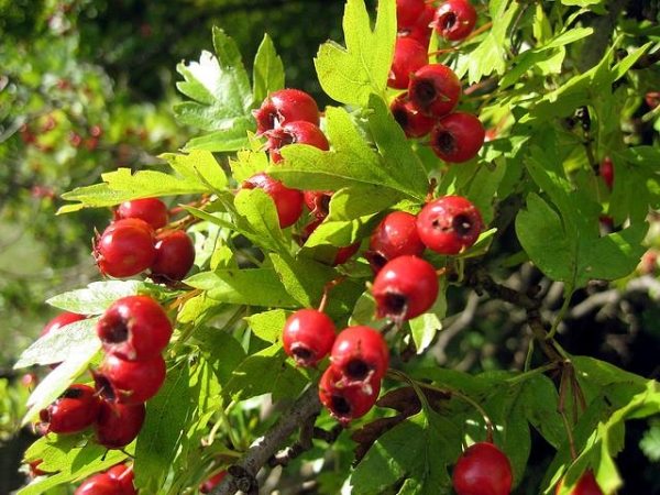  Plantation, entretien et reproduction d'aubépine, types et variétés d'arbustes