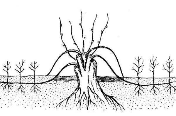  Zuchtschema der Eberesche durch horizontale Schichtung