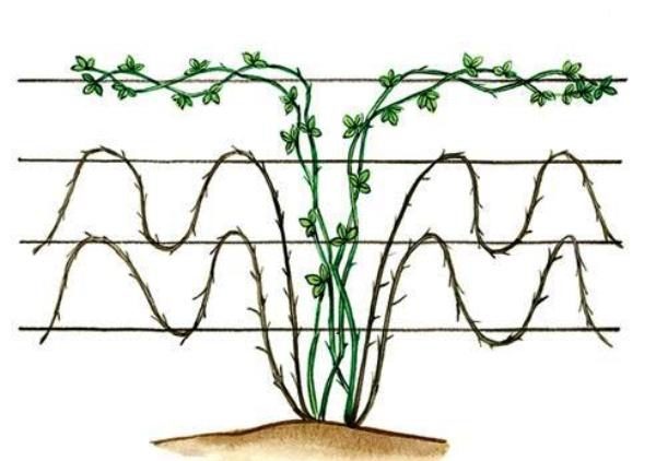  Blackberry Bush Formation Scheme von Waves