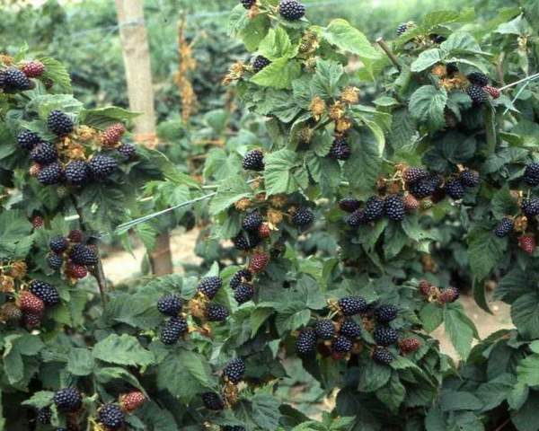  Brombeeren zu Hause wachsen