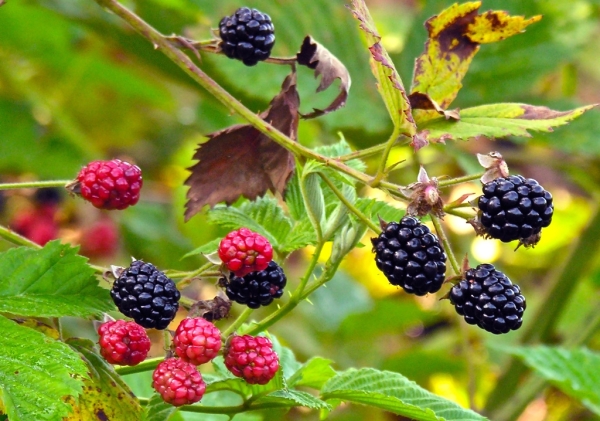  Les mûres sont riches en fibres, en tanins et en anthocyanes, en phytoestrogènes et en vitamine C